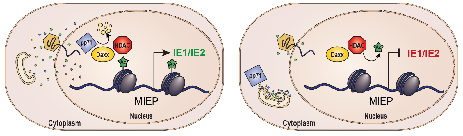 Schematics of Daxx degradation by pp71