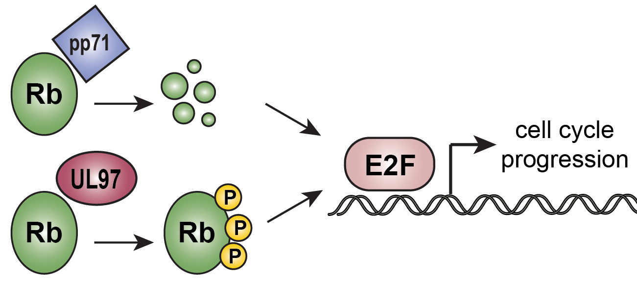 schematic of viral regulation of E2F