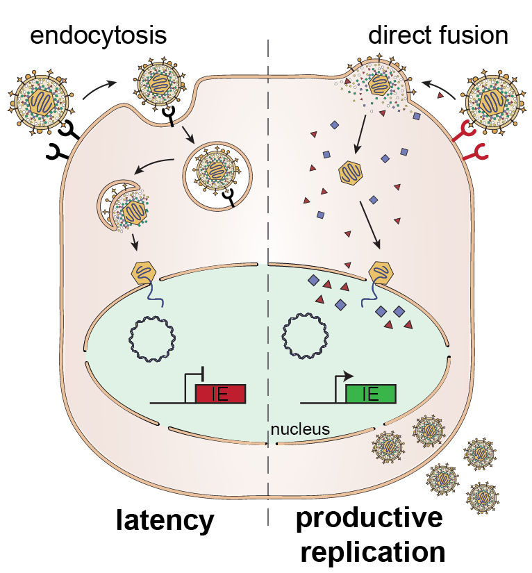 Schematic of how viral entry mechanism impacts the outcome of infection