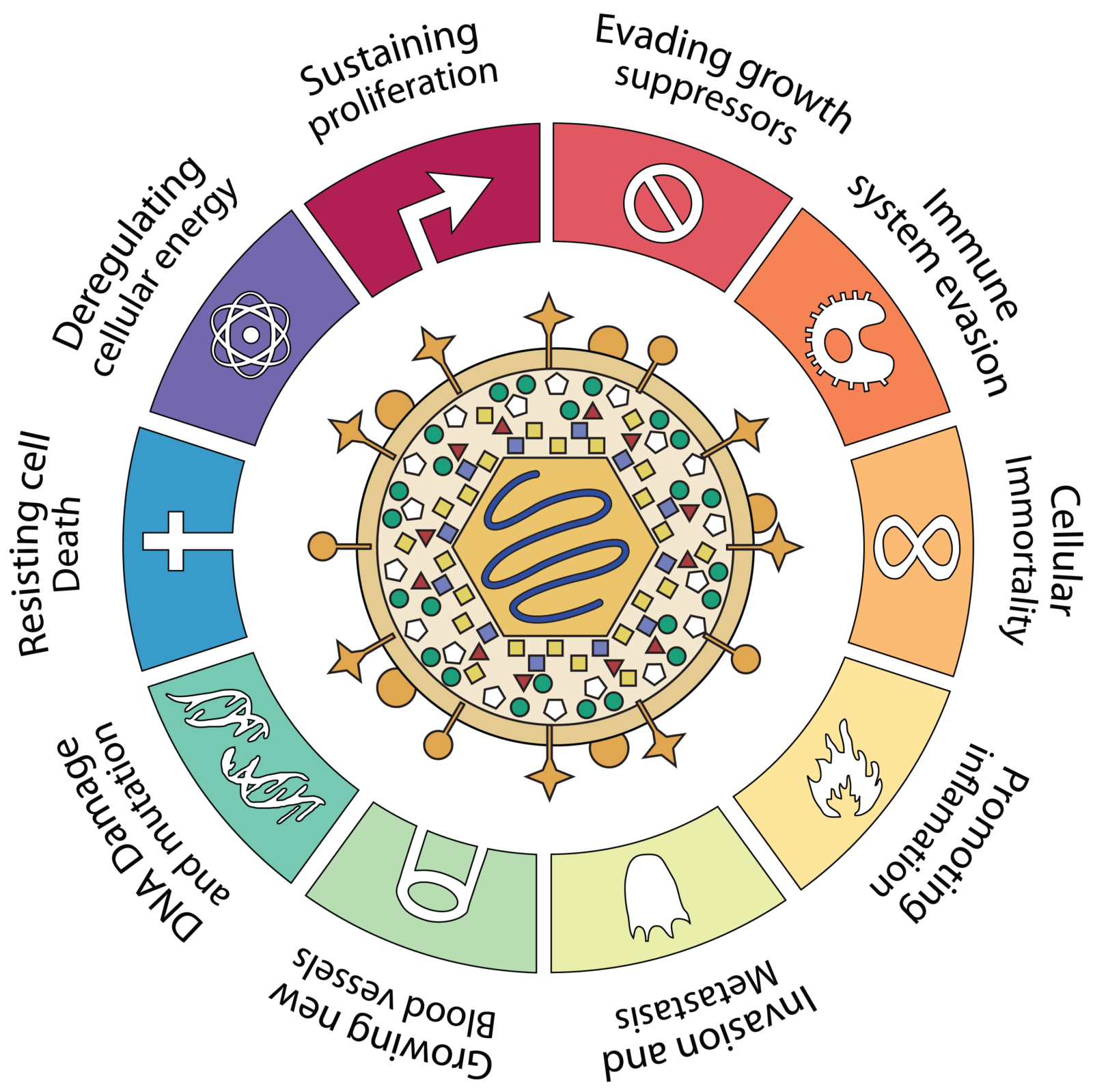 Hallmarks of cancer with HCMV