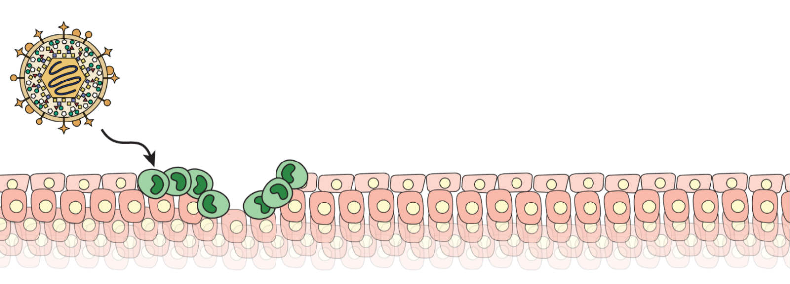 schematic of HCMV infecting a monolayer of cells