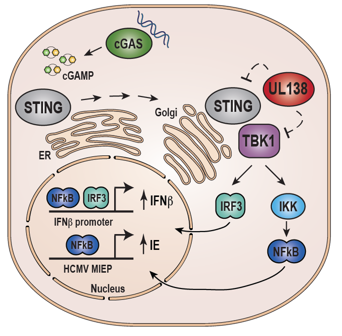 Schematic of innate immune signaling pathways during HCMV infection