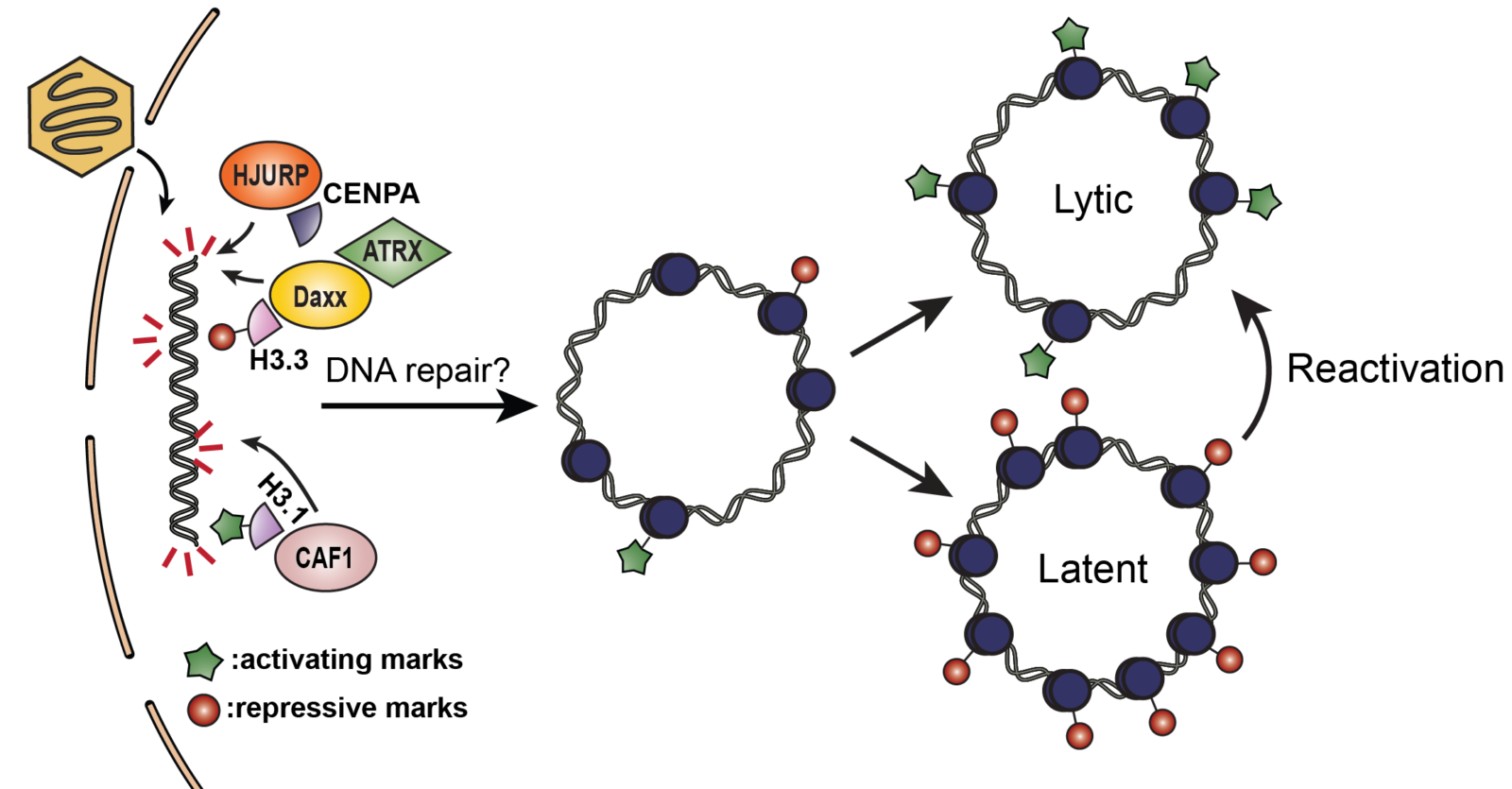 schematic of viral chromatin assembly pathways