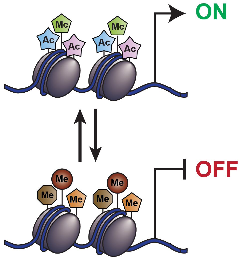 schematic of nucleosomes with modifications that control transcription