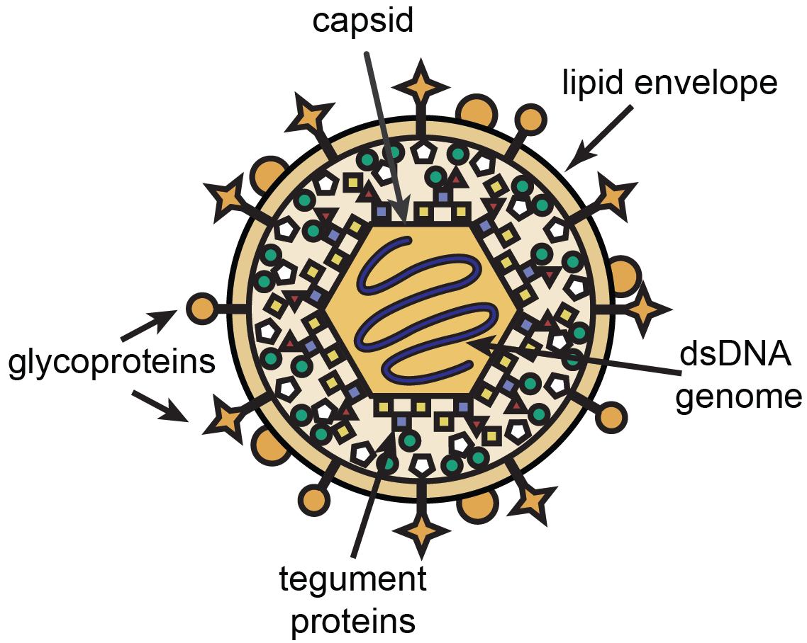 Schematic of a herpesvirus virion with components labeled